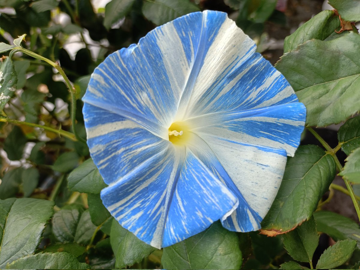 NPChone's tweet photo. 朝顔のグリーンカーテン、眺めてるだけで癒されるな🌿 https://t.co/UkN2fLXxGF