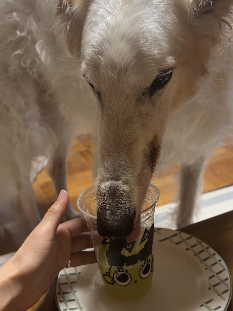 ganbor_zoi's tweet photo. メロンのジュースを作ってもらいました。がんぼるぞい。

translation:
My owner made me some melon juice. https://t.co/pFmVTuLlBg