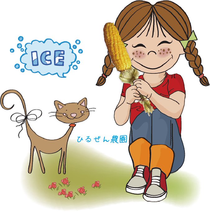 cornman_Japan's tweet photo. 暑い日が続きます！

トウモロコシアイスバーで酷暑対策いかか？ 

 ①皮付きでレンジ 
②皮を茎方向に剥く 
③皮をプチプチ等で包み凍らないように 
④冷凍庫へ 
⑤1～2時間後、取り出し、皮を三つ編みや輪ゴムでオシャレに完成  

※シャーベット状が食べごろです https://t.co/j1eziqhiNV