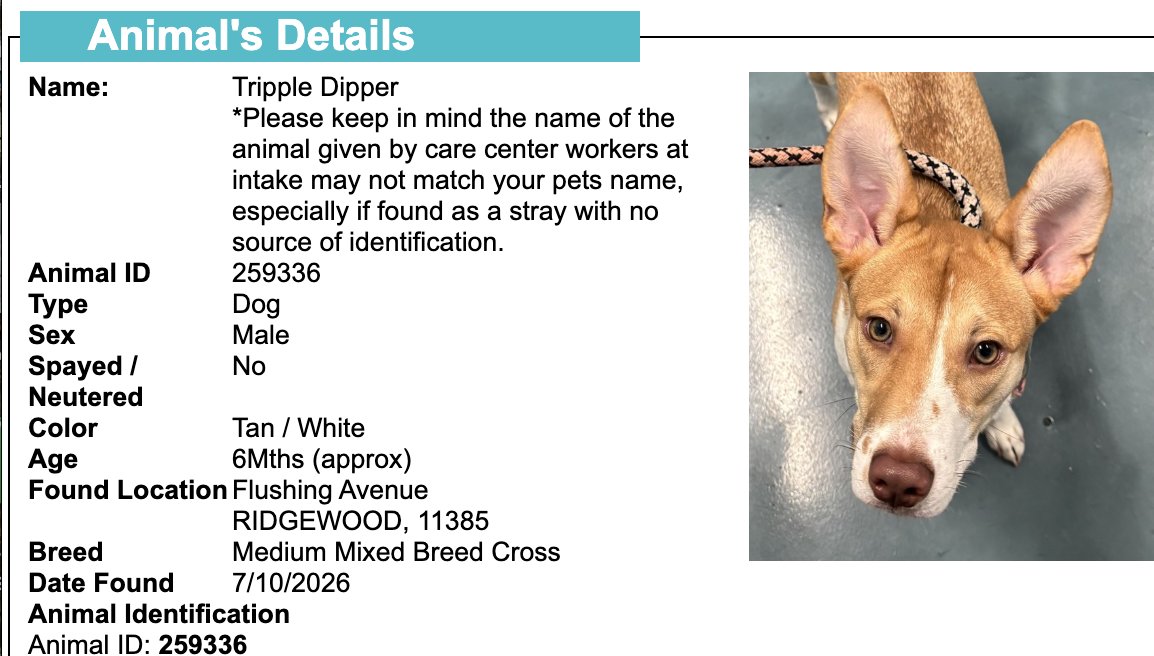 BeeDoDoobieDo's tweet photo. NYC STRAY DOG ALERT🆘
💔They may NOT get out alive💔

☎️Call NYCACC at 212-788-4000 and ask for dog by animal i.d. # in picture below.  #259336

🆘Posted by #TeamAnimalVoice https://t.co/qNPatgVLG1