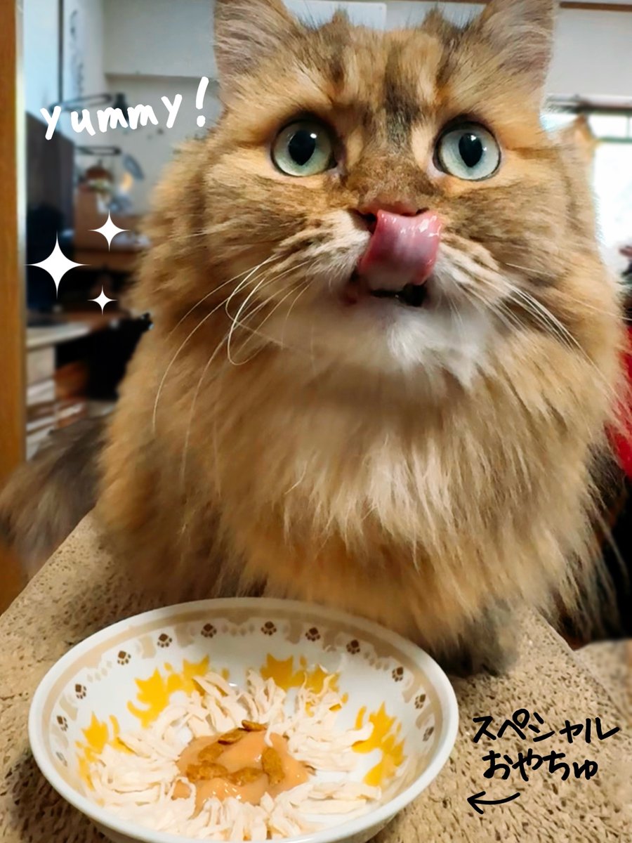 ねこちゃん