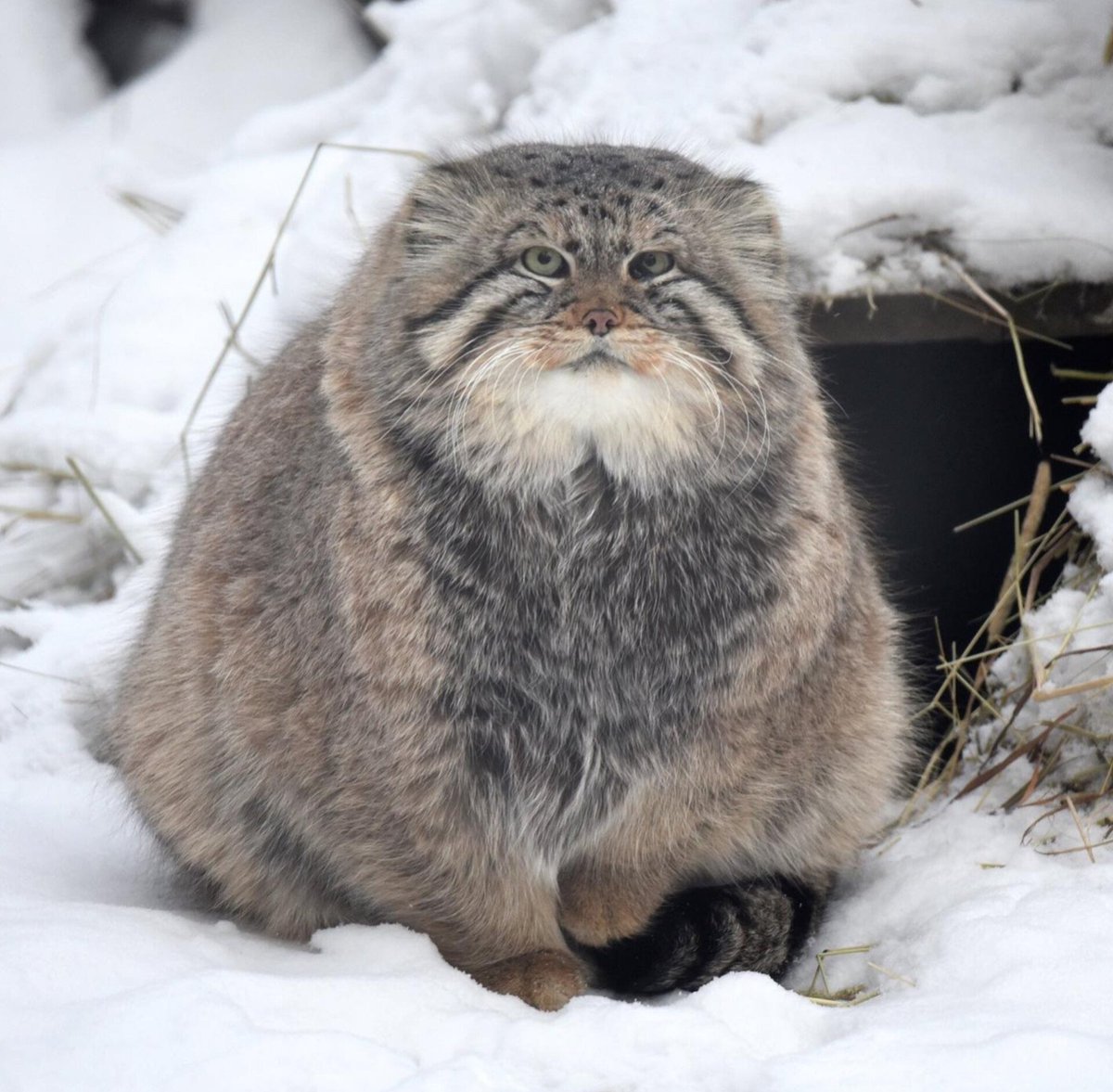 AnimalGeoLife's tweet photo. The Pallas's cat, or manual, is an Asian wild cat known for its incredibly expressive face 😊 https://t.co/MvN1szvrIh
