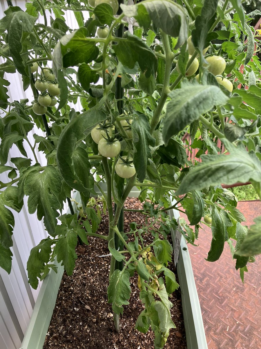 esupochi's tweet photo. いっぱい実ができてて楽しみ🍅 https://t.co/F9ce6bWh6B