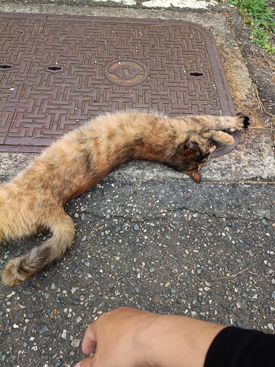 tack211v's tweet photo. 田ノ浦猫ｶﾜ(・∀・)ｲｲ!! https://t.co/l6SXMALaME