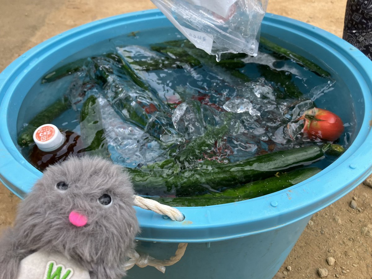 KIP_123456's tweet photo. きゅうり祭り開催中！笑

#夏だかしまだ❗️ 
#シーハヤきゅうり 
#kaipaRandD 
#かしまRCサーキット
#gowappy
 
@niner_jet9 https://t.co/BTW8DkMKro