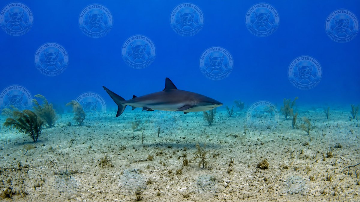 BlueWatersDive's tweet photo. A Caribbean reef shark glides effortlessly over the sandy seafloor at Triangle Rocks, Bimini, Bahamas—a reminder that these incredible predators are vital to healthy reefs.

Image enhanced and edited using AI.
#Sharks #Bimini #Bahamas #ScubaDiving #BlueWatersDiving https://t.co/rb7ZPwxIWB