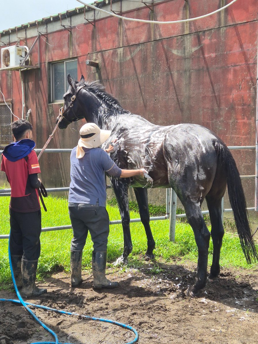 knI6ewje2Rl3RGw's tweet photo. シャワーをするクラウンプライド！

馬房はOFFで、外出はONなのか？🤔

#韓国競馬 #種牡馬 #コリアカップ  #クラウンプライド 

@tooru_naka
@tetrarch1911
@Hartley_026
@KingHalosuki
@Kontenasan_bf
@rokuro_lokulo
@sora_a06_1985
@bunbunspecial
@Liz_contrail_20
@Soumamehaku
@hanaco1231 https://t.co/xhtocRxbzR