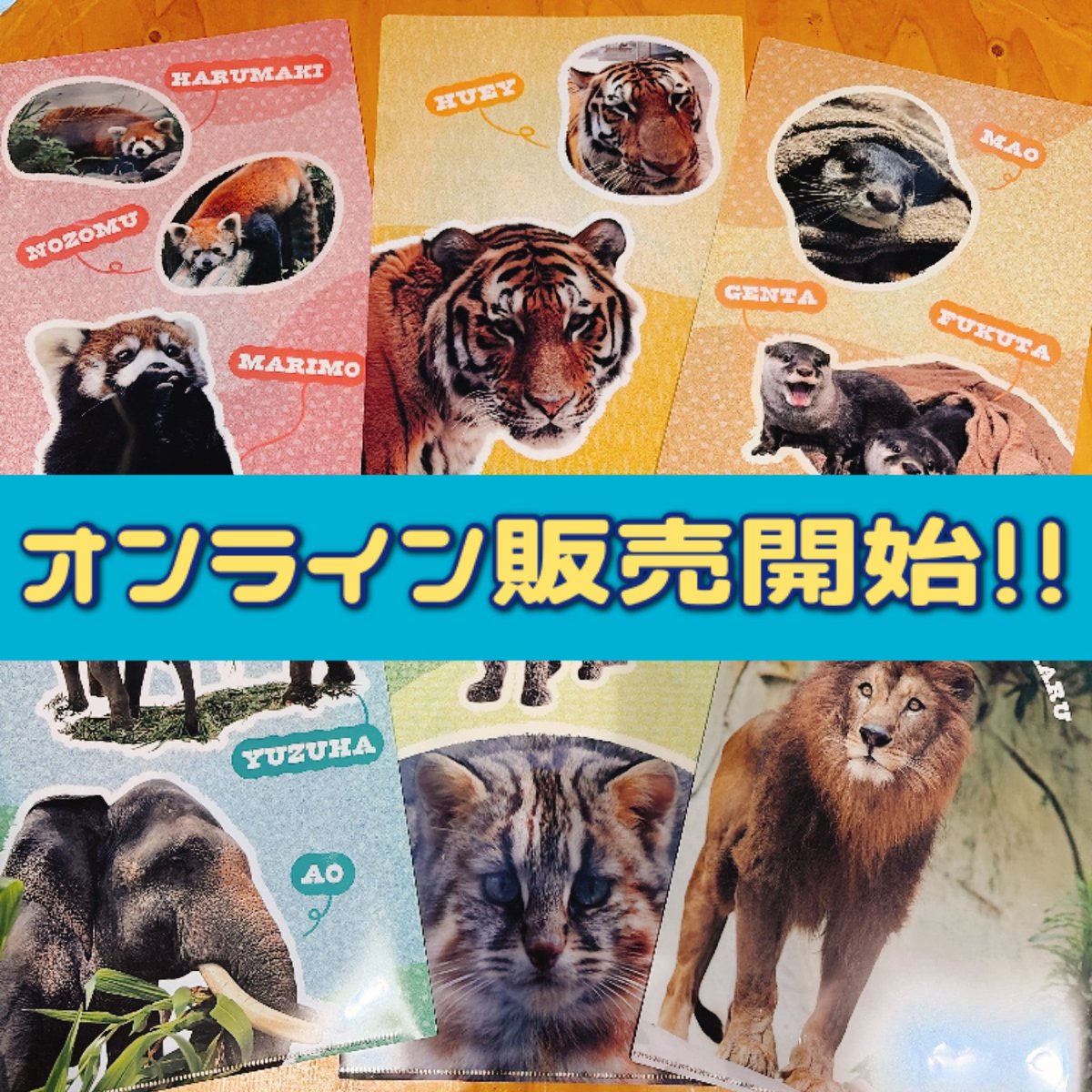 カイくんやヒューイくんのお品もあったよ🐅お見逃しなく💕