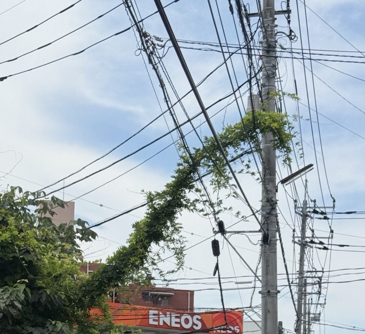 たこやき tweet media