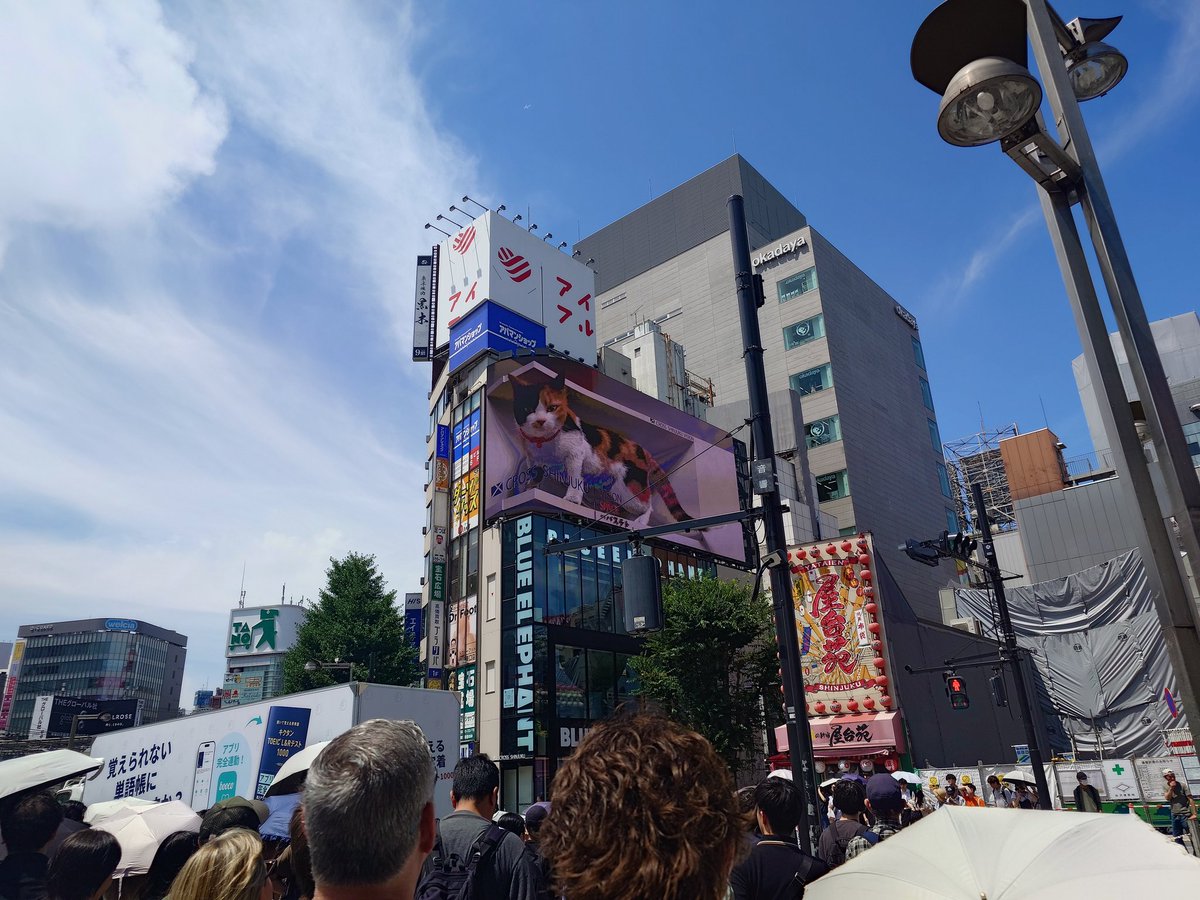 fukkumen's tweet photo. 立体猫 https://t.co/NxnxTDcDcS