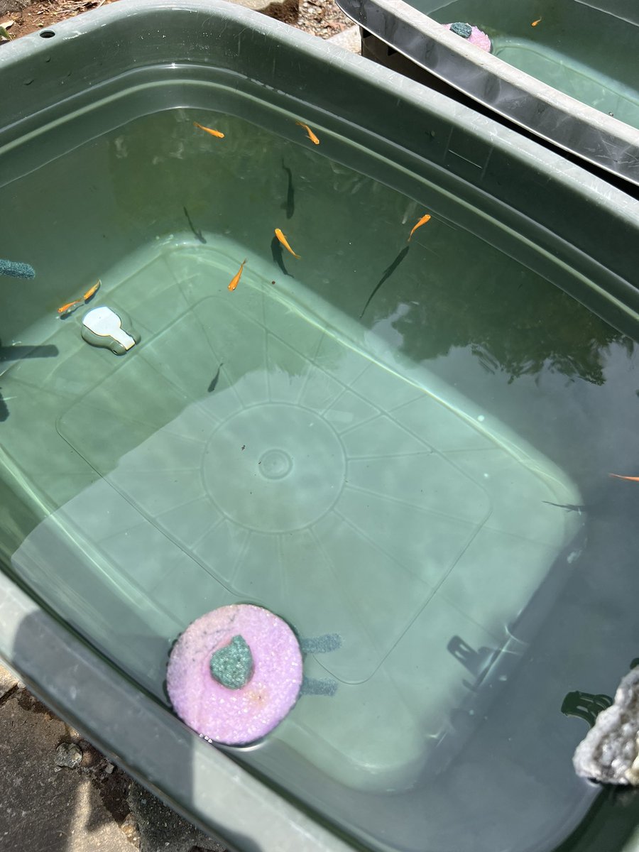 umiushi08's tweet photo. 久しぶりにメダカの水換え🐟✨
夏本番の暑さで汗だく💦
それでも水をきれいにすると、メダカたちは気持ちよさそうに元気いっぱい泳いでいました😊

こういう何気ない時間に癒されます。
さて、今日は何をして過ごそうかな☀️🌿 https://t.co/wWuU7jZLUM