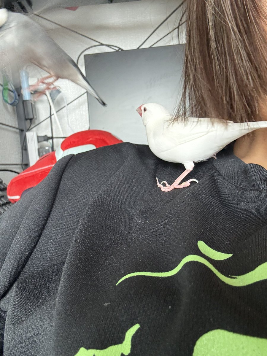 Chabitojun's tweet photo. 首突いてくるー！😭 https://t.co/YAS4QtNc0S