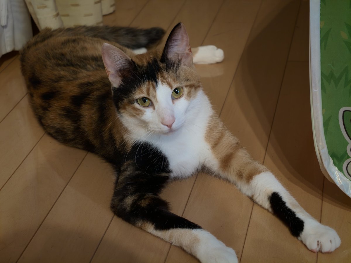 littlemarkos's tweet photo. 5月末にお迎えした保護猫ちゃんです🤗 https://t.co/ger0bhI7eZ