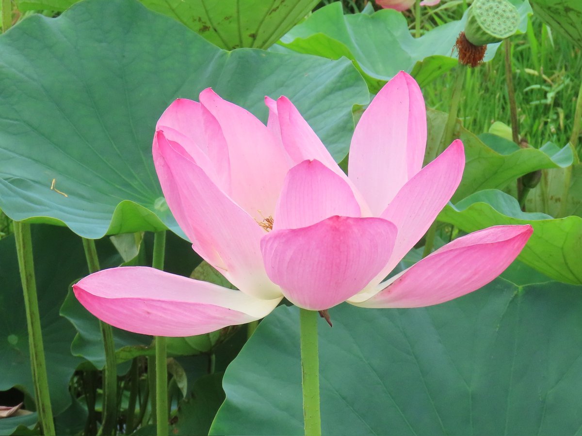 saffy2jewel's tweet photo. 蓮の花きれいだった✨️
#瓢湖 https://t.co/7chT5ZAEGT