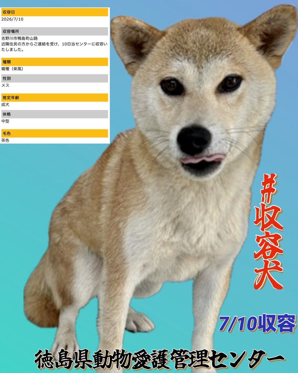 gollfe's tweet photo. どうか飼い主様、気付いてください
🆘徳島県動物愛護管理センター🆘
#迷子犬
この子は野犬というより
柴犬の血が入った飼い犬の可能性を感じます

遺棄でないのなら
この子には帰る家族がいるはずです
どうかご家族のもとへ無事に帰れますように…。

お心当たりのある方は
一日も早く連絡をお願いいたします🙏🍀

♦️７/10 吉野川市鴨島町山路
🔹雑種(柴風)・メス・成犬・茶・中型
🔹首輪なし