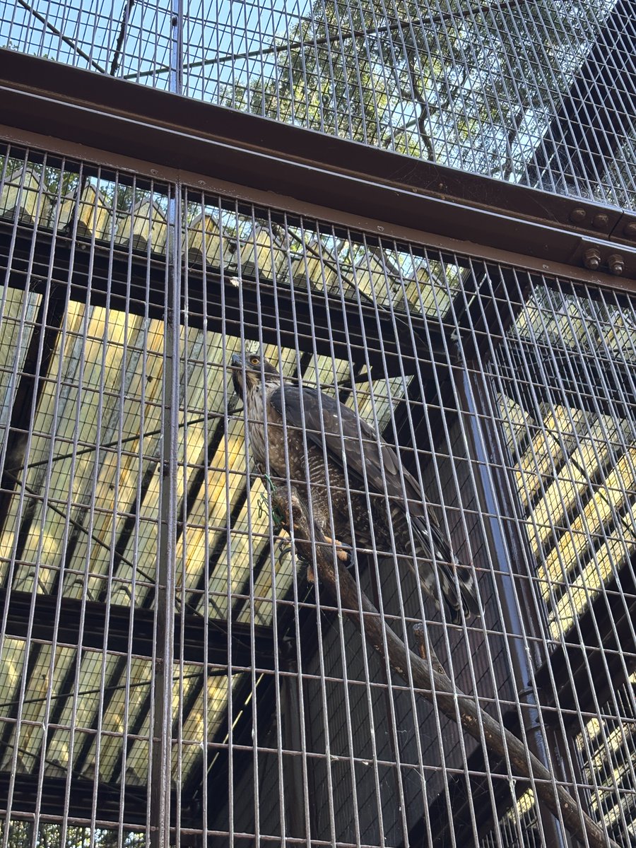 yu_09y's tweet photo. クマタカ！とべ動物園 https://t.co/UDN5cbwiuI