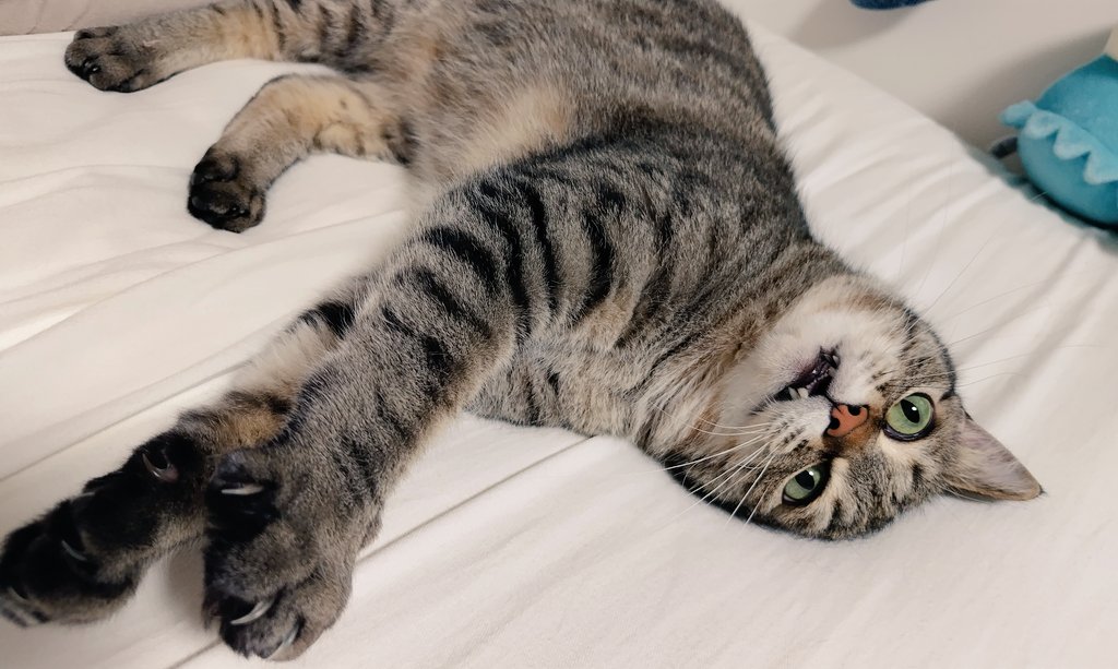 cat_56chan's tweet photo. 爪切らせてくれんかね
「イヤﾎｹﾞ」 https://t.co/nZEQCEx4qi