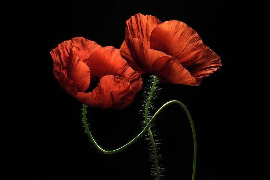 AtliHussein's tweet photo. @montse131958 https://t.co/lZw8Qt0SP8