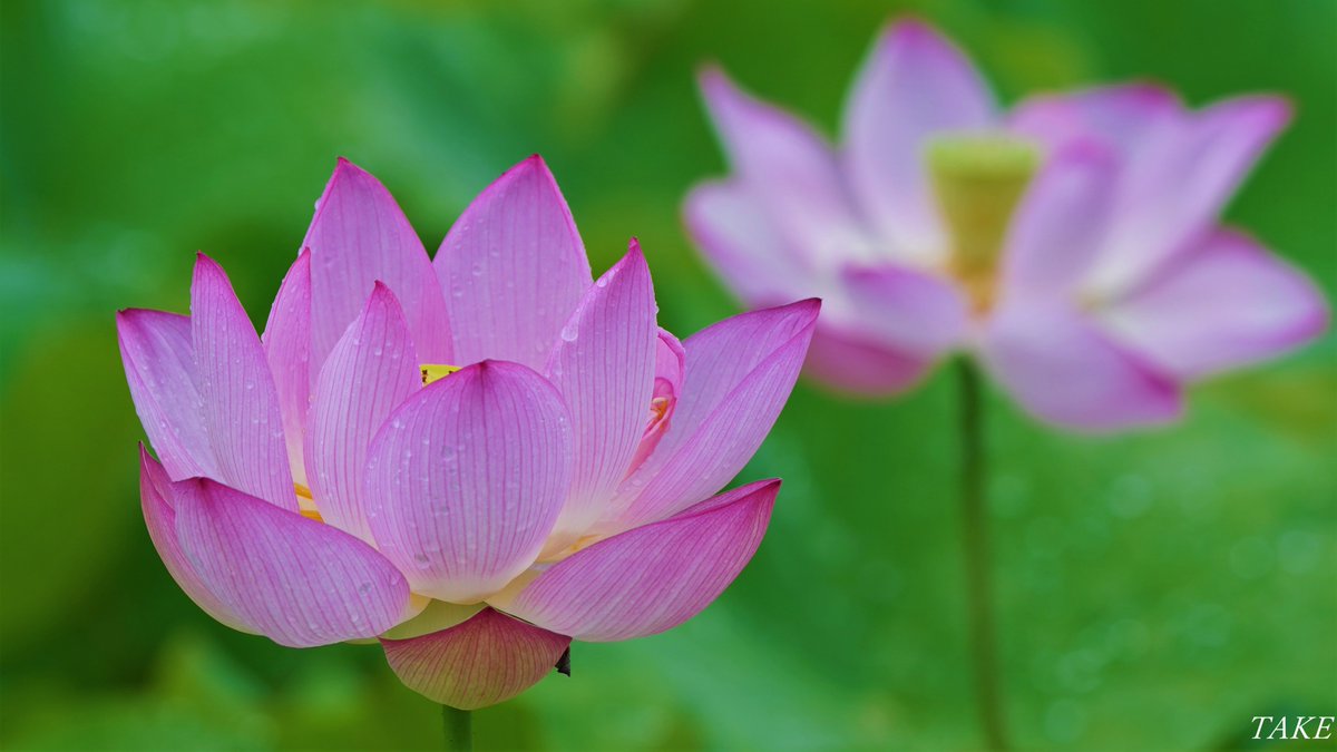monster636ninja's tweet photo. 静岡県御前崎市比木地区の田畑に
蓮の花が咲いていました
田園に咲き誇る桃色の花色が
とても鮮やかで綺麗でした🌺 https://t.co/51AqkxR887