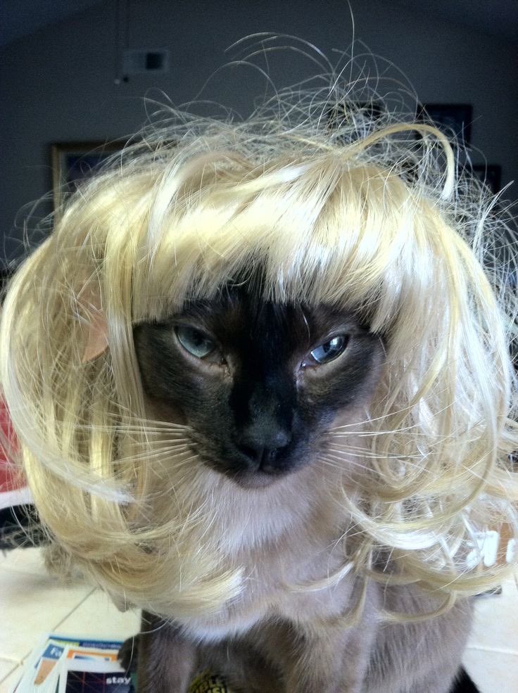 impulse as cats tweet media