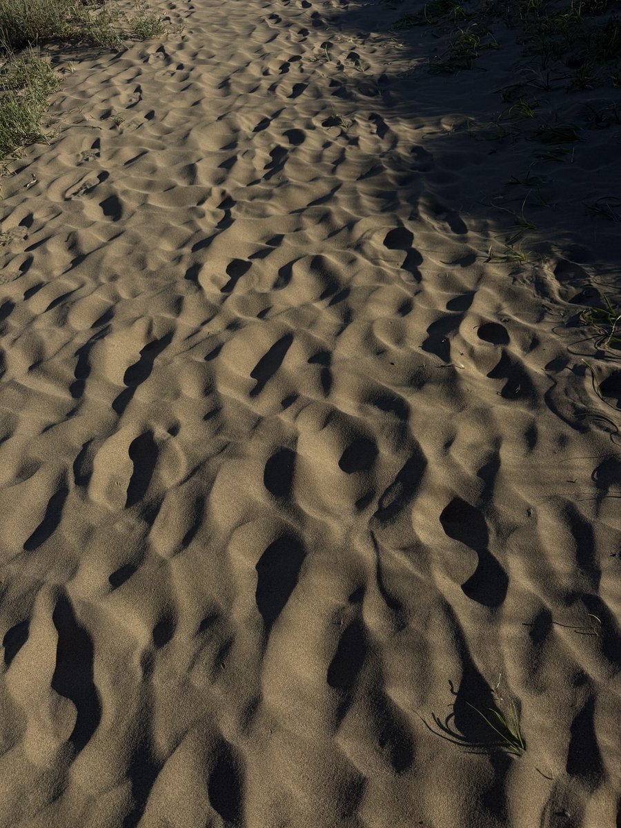 6g_mn's tweet photo. 朝活 鳥取 🏜️🐪

人も少なくて、最高に自然を感じた日
異世界空間で、とても良かった 🪴✨ https://t.co/csUx2mHYPt