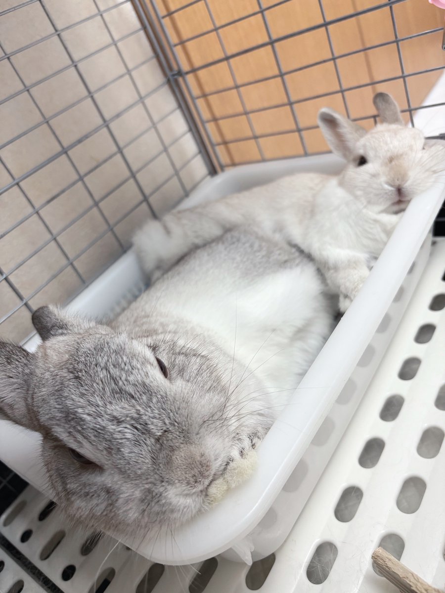うさぎXうさぎ まったりしてる心と華🐰