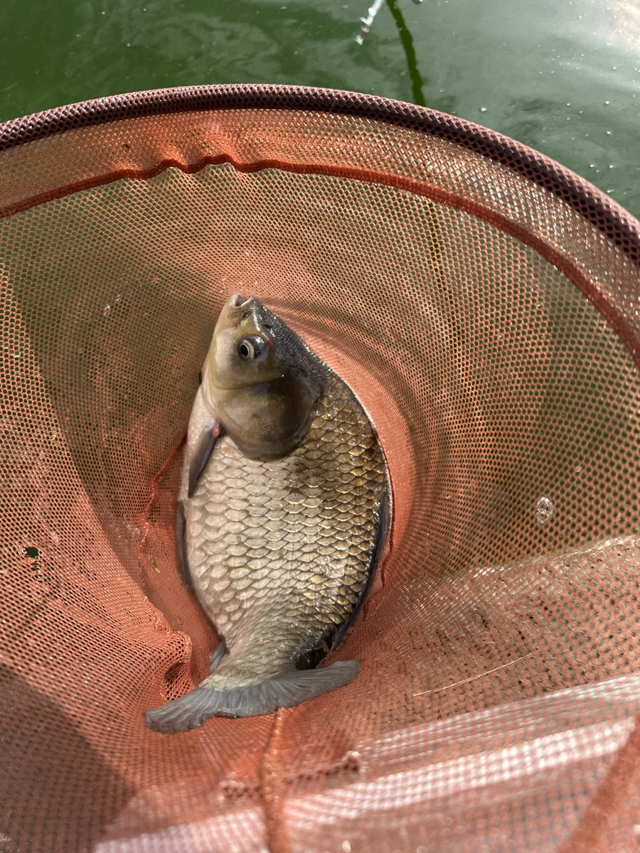 chanta0217's tweet photo. 午後からの多摩川〜
デカマブも合わせて７個も釣れて大満足！
久しぶりヘラにも会えて嬉しかったー♩ https://t.co/rVQR1SBzJp