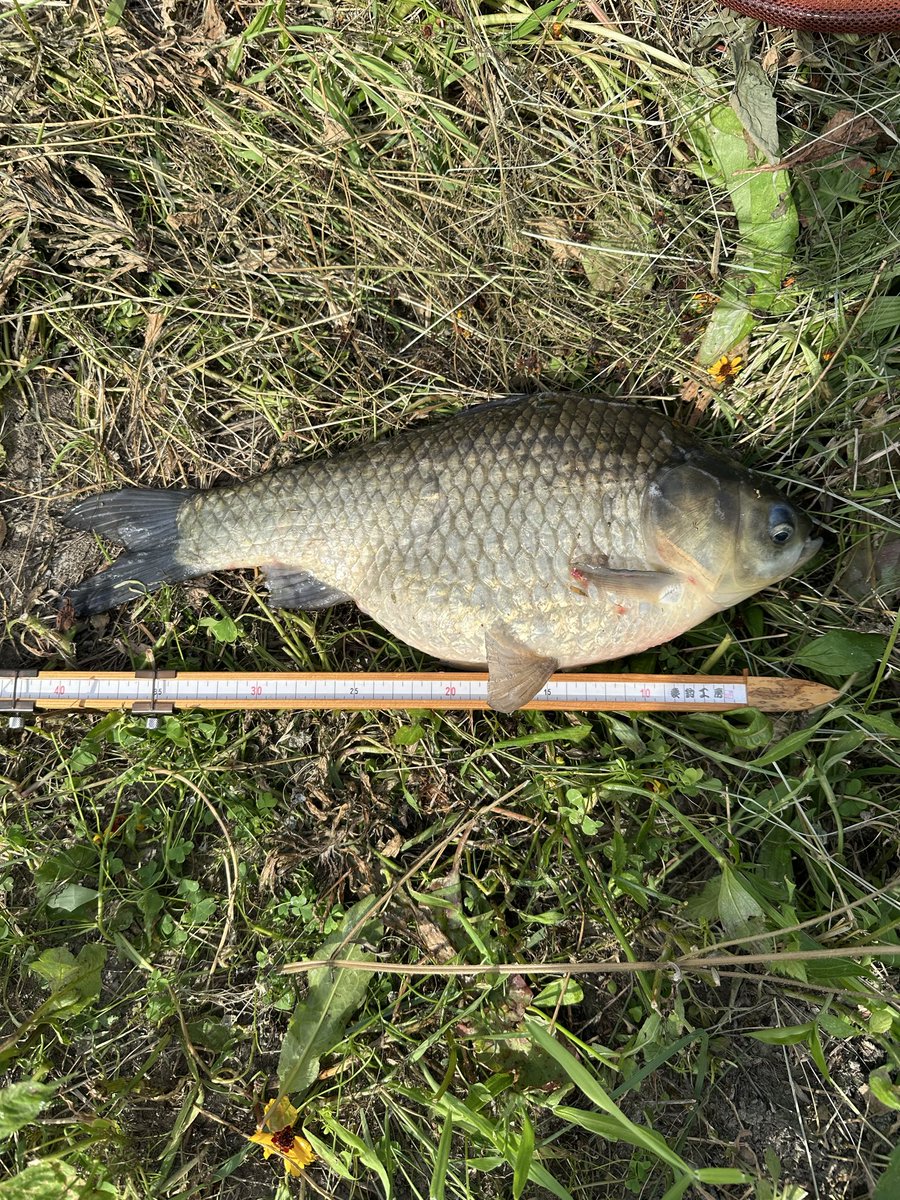 chanta0217's tweet photo. 午後からの多摩川〜
デカマブも合わせて７個も釣れて大満足！
久しぶりヘラにも会えて嬉しかったー♩ https://t.co/rVQR1SBzJp