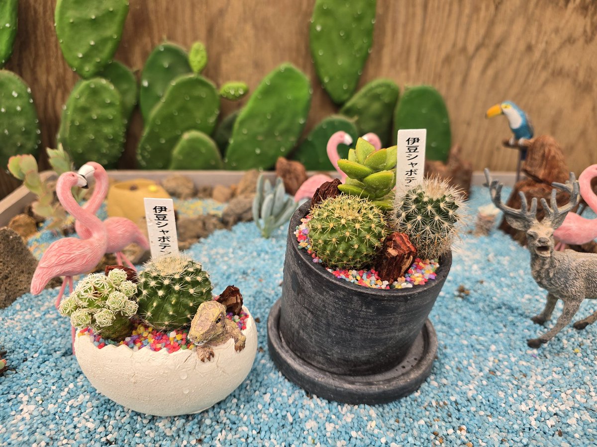 reon426m's tweet photo. 初めての伊豆シャボテン動物公園🌵🦧
めっちゃ動物と近くておやつも直接
あげられるし楽しすぎたし可愛かった！
おやつ課金止まらんかった🥬
サボテンも自分家用に買えたし満足満足✨ https://t.co/P7D23ZruFK