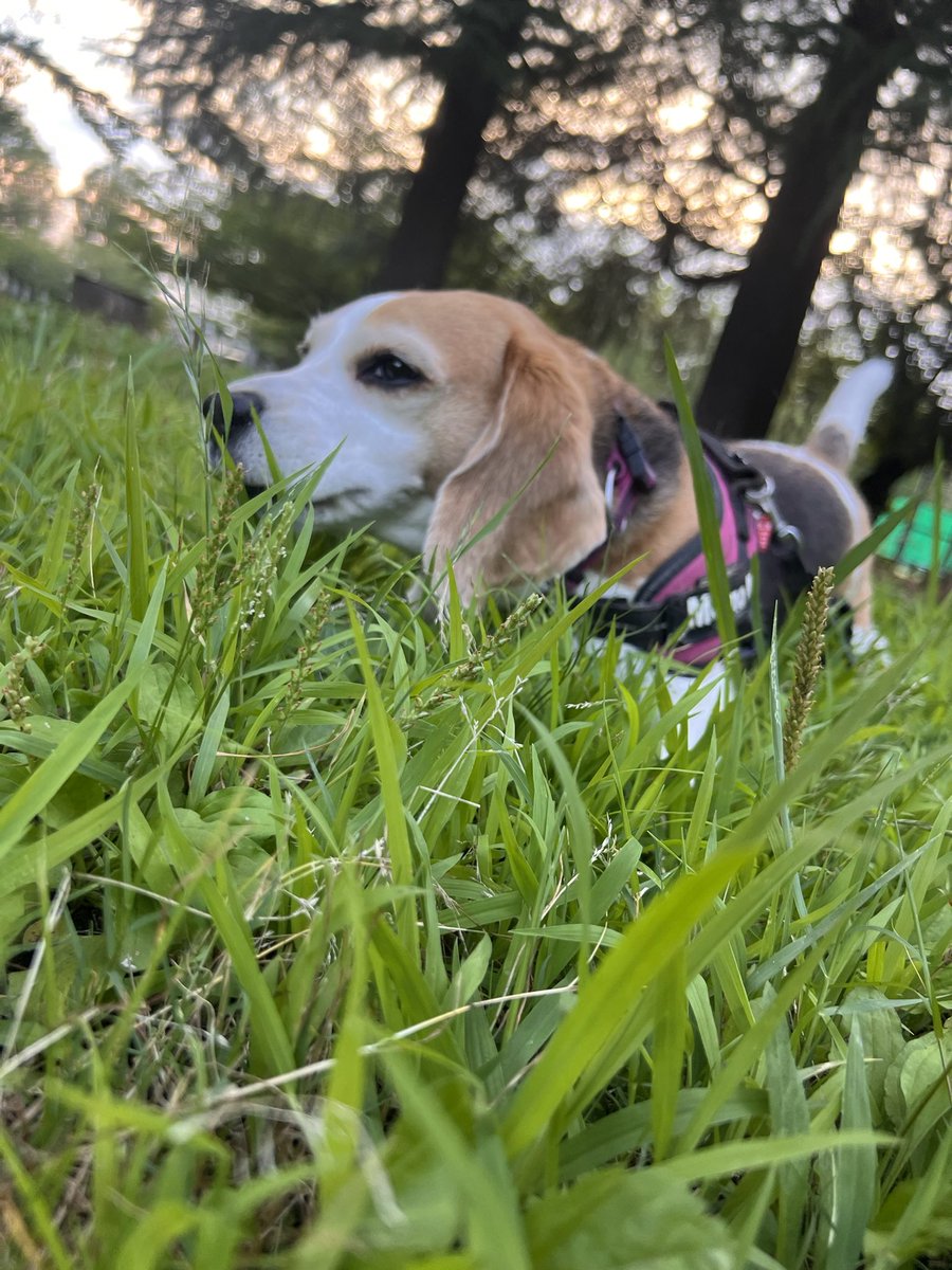 revival_basser's tweet photo. 散歩行っても歩かないでずっとペタンコしてるモモちゃん #beagle https://t.co/58e8zT8eHR