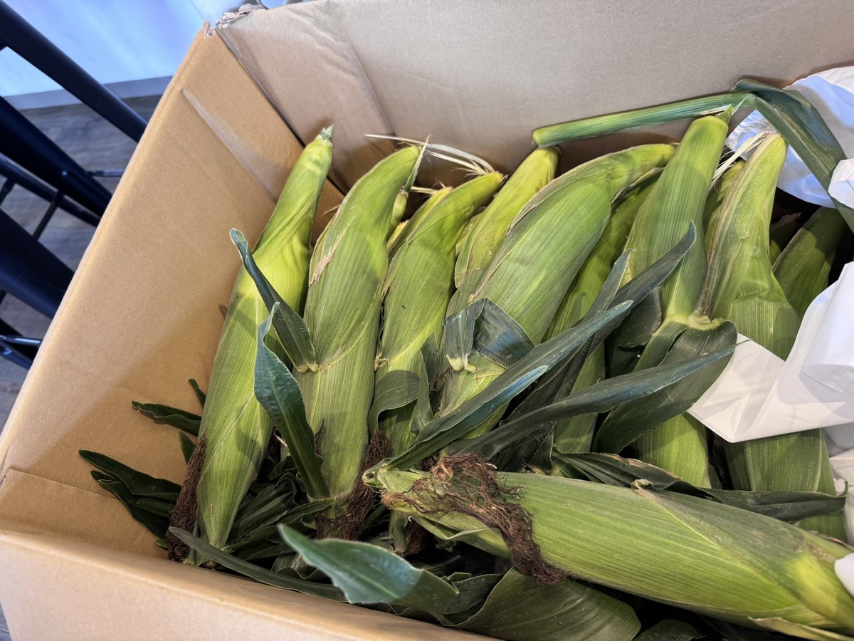 shareido_kamei's tweet photo. 本日ウラニーノドラム小倉さんの畑のとうもろこしあります🌽
（先着順でお持ち帰りいただけます😳） https://t.co/3uIYG2VFmz
