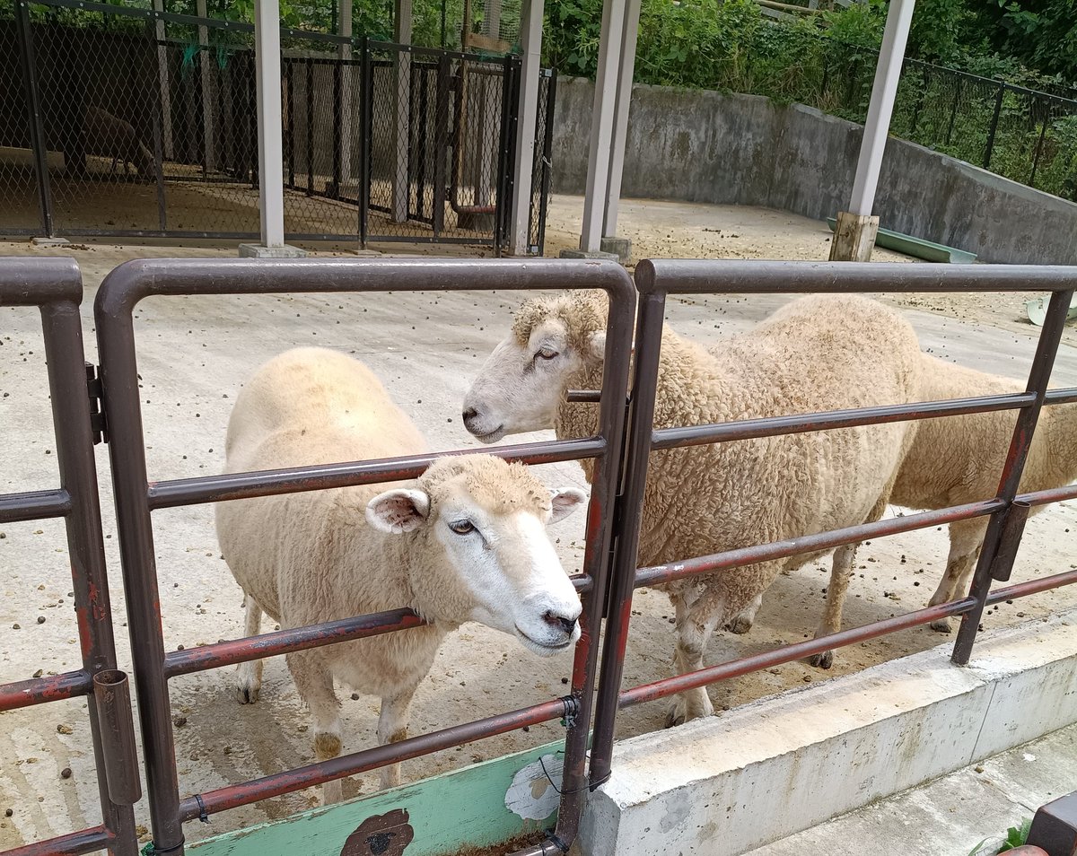 SPeedyNaVI__'s tweet photo. その鉄の間に挟まって苦しくないんか？🐑 https://t.co/NAG3YOuA7b