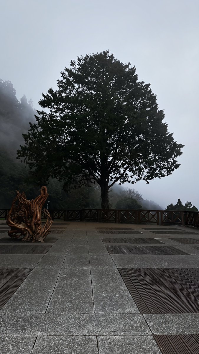 phylosochus's tweet photo. ada yang tumbuh tanpa banyak suara, tanpa banyak pengakuan. Seperti pohon yang diam-diam memberi teduh, bahkan kepada mereka yang tak pernah menanamnya. https://t.co/CgiEJTovH3