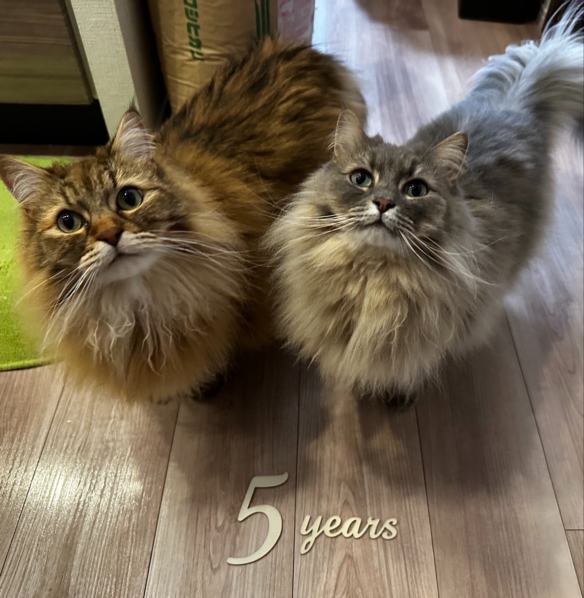 kyonsy22's tweet photo. ハピバ🐈🐈‍⬛ https://t.co/utzDTgneSt
