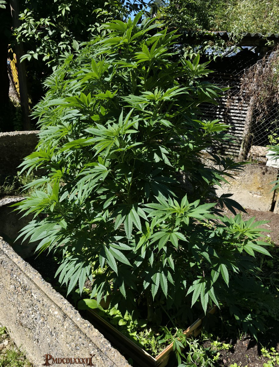 PMD486's tweet photo. Happy #Weedend folks
1/2
The three of them have grown quite a bit, especially Frisian Dew.
I had to prune some of the lower branches on PCK and Frisian Dew, a few of them were bent downward. Usually i don't prune anything outdoor, but this time it was necessary.
#PMDsGrow https://t.co/FiIRLAycsB