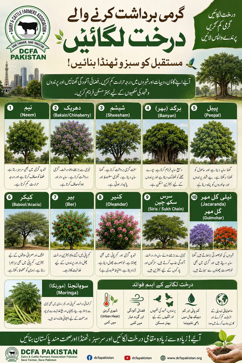 DCFAPakistan's tweet photo. 🌳 پاک و ہند کے روایتی اور گرمی برداشت کرنے والے بہترین درخت

اگر ہم اپنے گاؤں، دیہات اور شہروں میں درجۂ حرارت کم کرنا، شہری گرمی (Urban Heat) میں کمی لانا، فضائی آلودگی گھٹانا اور پرندوں و شہد کی مکھیوں کے لیے بہتر مسکن بنانا چاہتے ہیں تو مقامی اور گرمی برداشت کرنے والے درخت لگانا بہترین سرمایہ کاری ہے۔

🌿 نیم (Neem) اور دھریک (Bakain/Chinaberry)
پاکستان کے بہترین سایہ دار اور گرمی برداشت کرنے والے درختوں میں شمار ہوتے ہیں۔ یہ شدید گرمی میں بھی سرسبز رہتے ہیں، فضا کو صاف کرنے، گردوغبار کم کرنے اور ماحول کو نسبتاً ٹھنڈا رکھنے میں اہم کردار ادا کرتے ہیں۔

🌳 شیشم (Sheesham)
پنجاب کا روایتی اور مضبوط درخت، جو سخت گرمی برداشت کرتا ہے، گھنا سایہ فراہم کرتا ہے اور اس کی لکڑی انتہائی قیمتی اور پائیدار ہوتی ہے۔

🌳 برگد (Banyan) اور پیپل (Peepal)
یہ دونوں درخت وسیع چھتری، گھنے سائے اور بہترین ماحولیاتی فوائد کے باعث ممتاز ہیں۔ ان کے بڑے پتوں اور گھنی شاخوں کی وجہ سے اردگرد کا درجۂ حرارت کم ہوتا ہے، جبکہ بے شمار پرندوں، گلہریوں اور دیگر جنگلی حیات کو پناہ بھی ملتی ہے۔

🌵 کیکر (Babool/Acacia) اور بیر (Ber)
تھر، چولستان اور بلوچستان جیسے خشک اور نیم صحرائی علاقوں کے لیے بہترین انتخاب ہیں۔ یہ کم پانی میں بھی نشوونما پاتے ہیں، زمین کو محفوظ رکھتے ہیں اور مقامی ماحول سے بھرپور مطابقت رکھتے ہیں۔

🌸 کنیر (Oleander)
یہ ایک خوبصورت جھاڑی نما درخت ہے جو شدید گرمی اور پانی کی کمی میں بھی پھول دیتا ہے۔ اس پر سفید، گلابی یا پیلے رنگ کے پھول کھلتے ہیں، تاہم اس کے تمام حصے زہریلے ہوتے ہیں، اس لیے اسے مال مویشی اور بچوں کی پہنچ سے دور لگانا چاہیے۔

🌳 سرس (Siris) اور سکھ چین (Sukh Chain)
یہ تیزی سے بڑھنے والے، گھنے سایہ دار درخت ہیں جو سڑکوں، پارکوں اور کھلی جگہوں کے لیے بہترین ہیں۔ یہ فضائی آلودگی جذب کرنے اور گرمی کم کرنے میں بھی مددگار ثابت ہوتے ہیں۔

💜 نیلی گل مہر (Jacaranda)
جنوبی امریکہ سے تعلق رکھنے والا یہ درخت پاکستان کی آب و ہوا میں کامیابی سے اگتا ہے۔ بہار اور گرمی کے آغاز میں اس کے خوبصورت جامنی اور نیلے پھول شہروں کی خوبصورتی میں اضافہ کرتے ہیں۔

❤️ گل مہر (Gulmohar)
گرمیوں کے موسم میں سرخ اور نارنجی پھولوں سے لد جانے والا دنیا کے خوبصورت ترین پھولدار درختوں میں سے ایک ہے۔ اس کا گھنا سایہ پارکوں، سڑکوں اور تعلیمی اداروں کے لیے نہایت موزوں ہے۔

🌿 سوہانجنا (Moringa)
جسے Miracle Tree بھی کہا جاتا ہے۔ یہ کم پانی میں تیزی سے بڑھتا ہے اور اس کے پتے، پھلیاں اور بیج غذائیت سے بھرپور ہوتے ہیں۔ یہ غذائی تحفظ اور ماحولیاتی بہتری دونوں کے لیے انتہائی مفید درخت ہے۔

🌍 کیوں ضروری ہے کہ ہم مقامی درخت لگائیں؟

مقامی درخت:

- شہری گرمی (Urban Heat Island Effect) میں کمی لاتے ہیں۔
- فضائی آلودگی اور گردوغبار جذب کرتے ہیں۔
- مقامی پرندوں، شہد کی مکھیوں اور تتلیوں کو قدرتی مسکن فراہم کرتے ہیں۔
- کم پانی اور کم دیکھ بھال میں بھی اچھی نشوونما پاتے ہیں۔
- موسمیاتی تبدیلی کے اثرات کم کرنے، کاربن جذب کرنے اور بہتر ماحول بنانے میں اہم کردار ادا کرتے ہیں۔

آئیے اپنے گھروں، گاؤں، شہروں، سکولوں، پارکوں اور سڑکوں کے کنارے زیادہ سے زیادہ مقامی درخت لگائیں، تاکہ آنے والی نسلوں کو ایک سرسبز، ٹھنڈا اور صحت مند پاکستان دے سکیں۔ 🌳🇵🇰