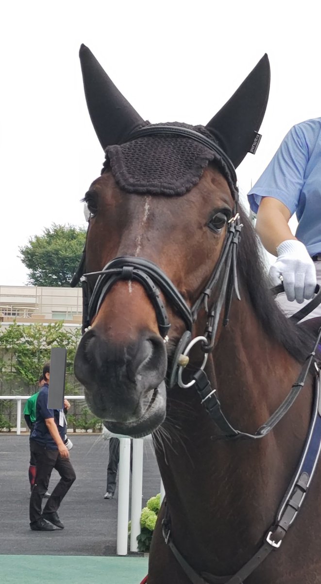 libiamo777's tweet photo. エアロロノア🏇
尻尾に🔰つけてました😊
#エアロロノア
#誘導馬
#福島競馬場 https://t.co/20BpJBTiuC