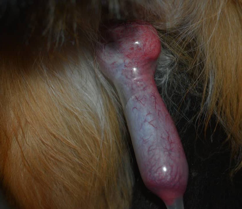 TAN_G4's tweet photo. Here's that one privateAccess_🔒🪢🥵 For ferral freedom🤌 

🐾#Furry Deligth and #Ferral fun.
Packed in one place, link for access 🐶🐾https://t.co/9Ic4NqC8x4🔥

#Zoosex #zoophilia #zoophile #dogknot #zootwt #cumslut #taboo #k9girls #doglover #furryporn #beastality #dogmum #knott https://t.co/STHdatAbdC