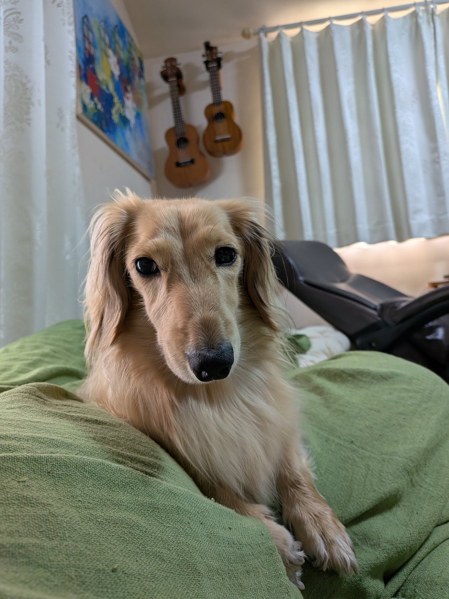 9071kocyo's tweet photo. 誕生日がはっきりしすぎてる保護犬、今日4歳です💕 https://t.co/gmzHiqfFZE