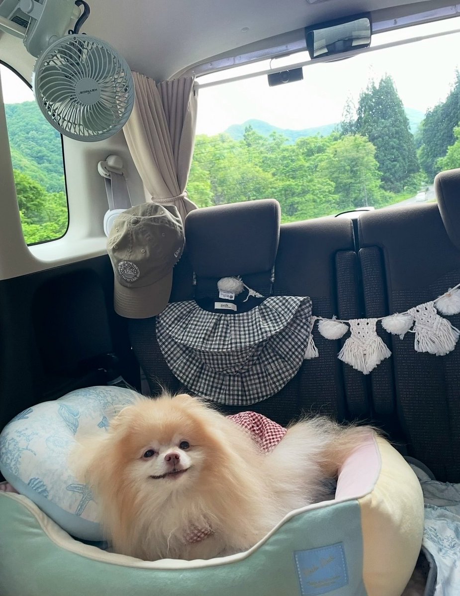 chonchonrinrin's tweet photo. 先日、1泊2日のわんこ旅してきました☺️
山形県 赤湯温泉への旅 🚗 𓂃 𓈒𓏸
 #愛犬と旅行  #わんこ旅  #ポメラニアン https://t.co/ViP2Kbwcpx