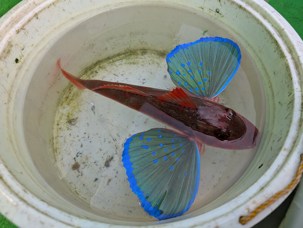 ASUET_inc's tweet photo. きれいなホウボウゲットです！

そして、大漁でした😄😄😄
茨城ありがとう🎣
久しぶりにエキサイトしました✨ https://t.co/b9qb8FjP8K