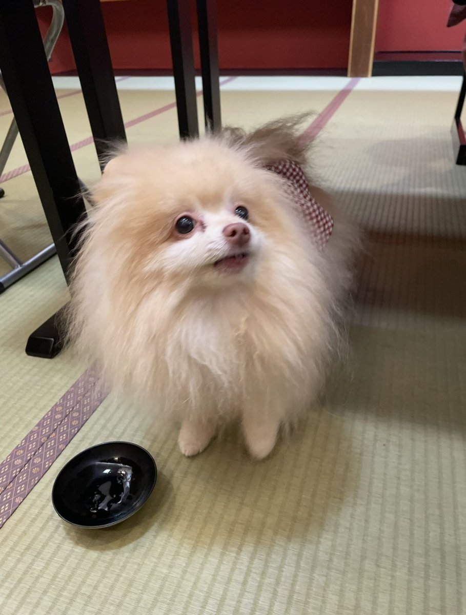 chonchonrinrin's tweet photo. 赤湯温泉 丹泉ホテルに宿泊♨️
こちらのホテル、スタッフさんがとっても親切で、わんこに優しいお宿でした🥰
 #愛犬と旅行  #わんこ旅  #ポメラニアン https://t.co/LdABjqNRNS