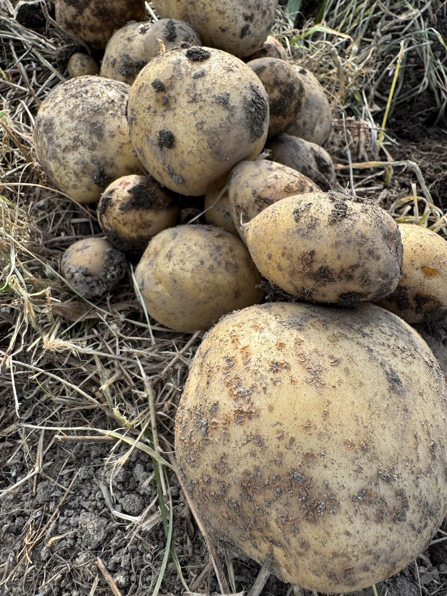 yasuo61's tweet photo. じゃがいも🥔 https://t.co/vcKFN2uM0r