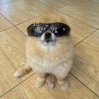 wittyexpertise's tweet photo. You said Robinhood Chain works great for memes.

Then let us give it a meme worth remembering.

Revive $KORI.

A proven narrative.

A fresh runway.

🎥 https://t.co/fjIBzFRA1D

CA: 0xEAdD18023999Ad46fD5d0C4295326a6d4b72A723 https://t.co/kiSbFsxV7H