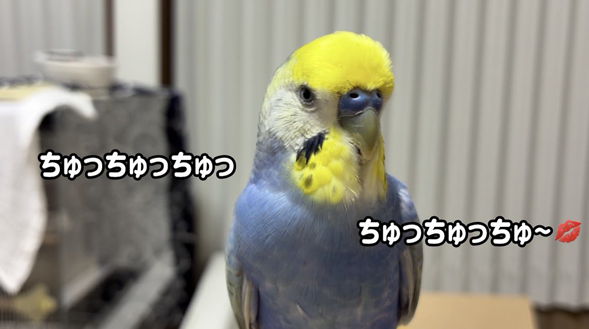 foo_channel's tweet photo. まったりしながらお喋りを披露するインコさん【セキセ���インコ】 https://t.co/ELfcza1QzG https://t.co/Wg21leo1jm