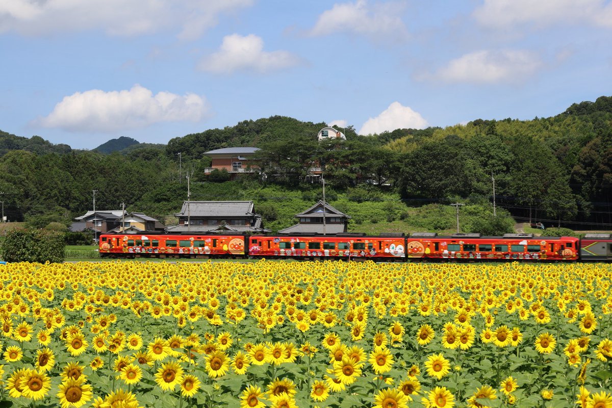 521_yoshi's tweet photo. 香川県まんのう町帆山
アンパンマン列車とひまわり
撮影日:2026年7月11日

#まんのう町 #まんのう #まんのうひまわり畑 #ひまわりの里まんのう #ひまわりの里 #ひまわり #ひまわりまつり #帆山ひまわり団地
#アンパンマン #アンパンマン列車
#土讃線 #土讃線アンパンマン列車 #2700系 #sunflower https://t.co/BnwAfqSAKE