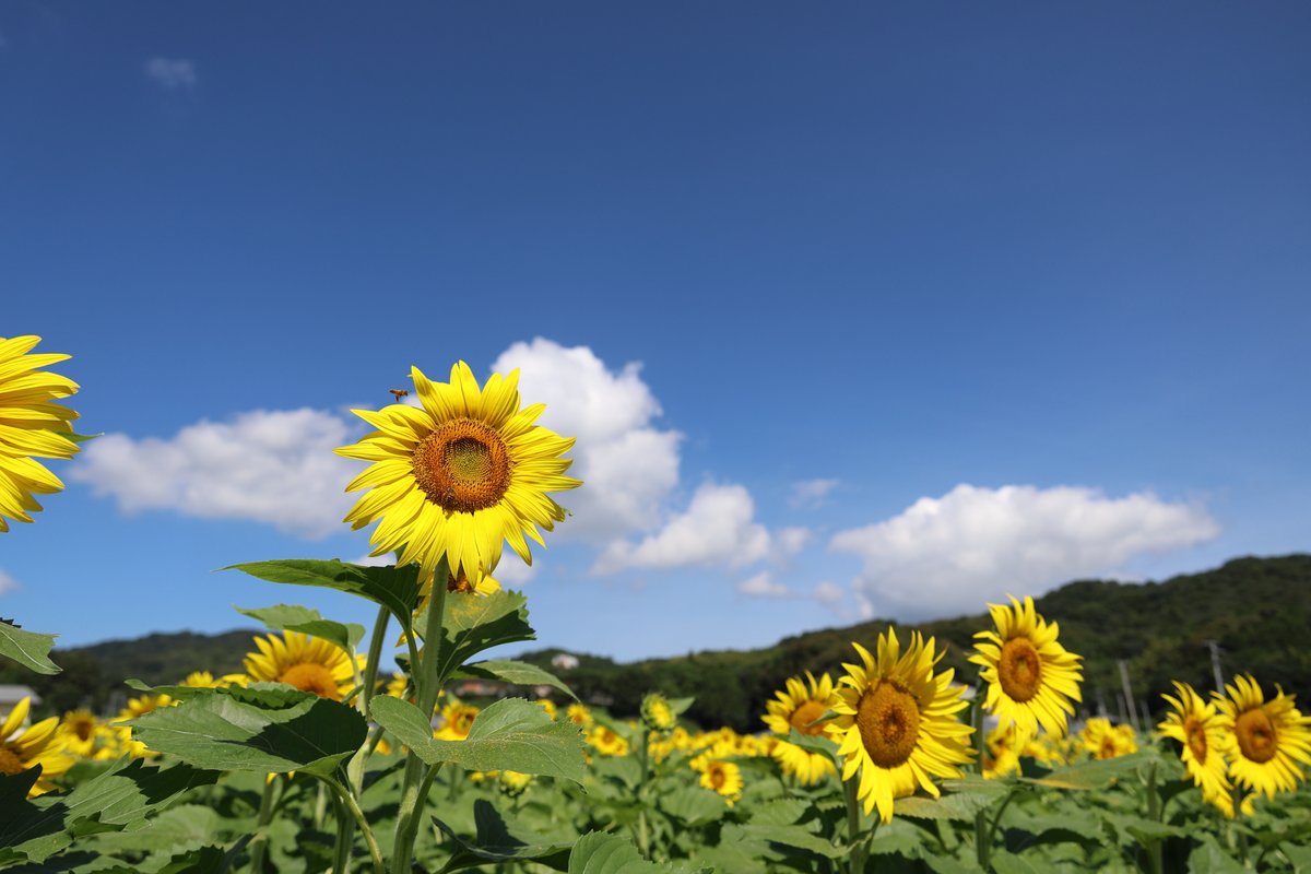 521_yoshi's tweet photo. 香川県まんのう町帆山
アンパンマン列車とひまわり
撮影日:2026年7月11日

#まんのう町 #まんのう #まんのうひまわり畑 #ひまわりの里まんのう #ひまわりの里 #ひまわり #ひまわりまつり #帆山ひまわり団地
#アンパンマン #アンパンマン列車
#土讃線 #土讃線アンパンマン列車 #2700系 #sunflower https://t.co/BnwAfqSAKE