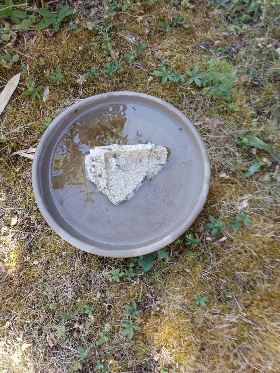 Lucpro4's tweet photo. Un geste pour les petits animaux qui souffrent aussi de cette saloperie de canicule... https://t.co/9LO7erqeaB
