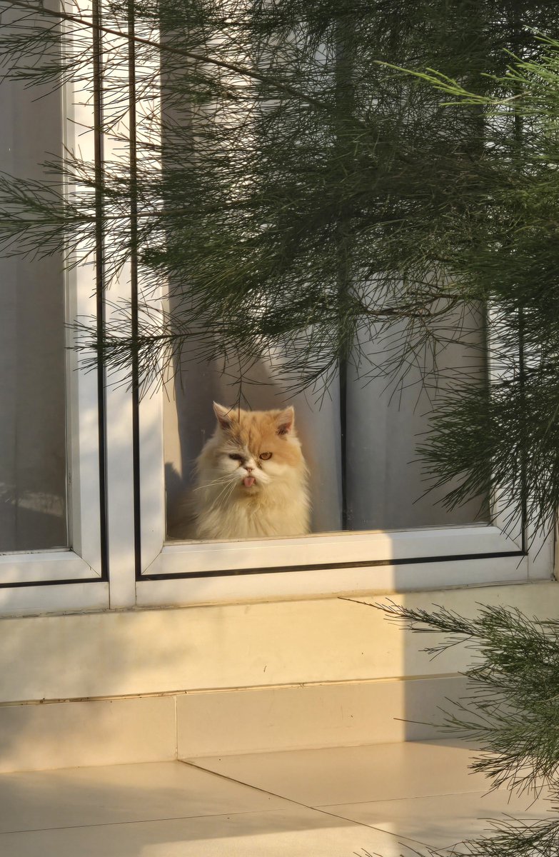 majikan kucing tukang marah tweet media