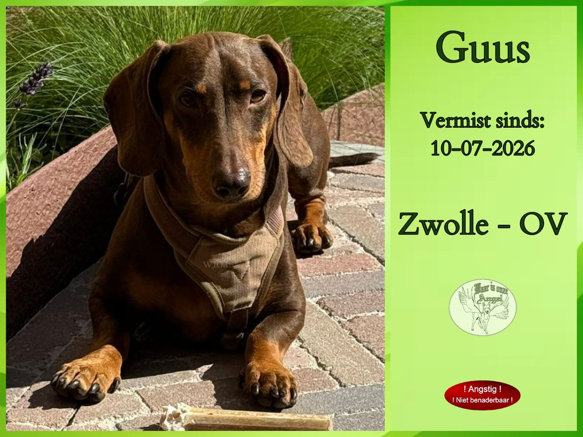 waarisonzeangel's tweet photo. Guus #Vermist sinds 10-07-2026 te #Zwolle #Overijssel #Angstig
0682376174 

https://t.co/RqtCGugNwH https://t.co/cXff1D3G5W